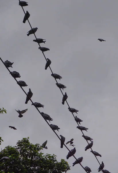 Pássaros nos fios eléctricos — Fotografia de Stock