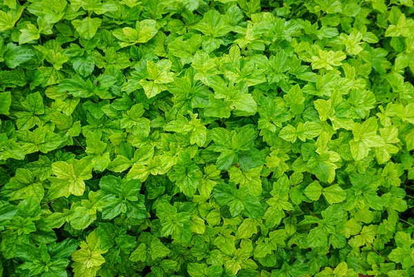 Césped verde en el día soleado en el jardín de verano — Foto de Stock