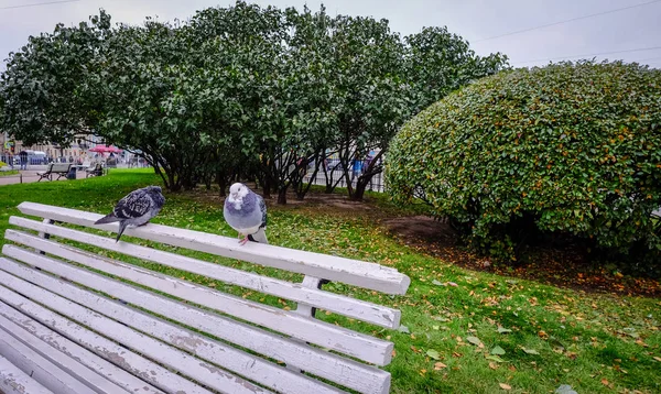 Pigeons standing on wooden bench — Stock Photo, Image