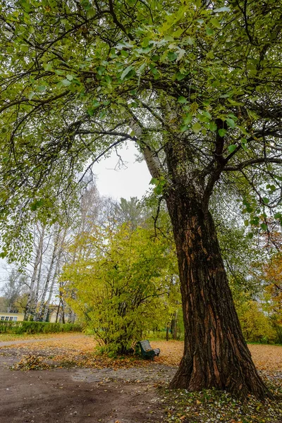 Őszi park itt: Szentpétervár, Oroszország — Stock Fotó