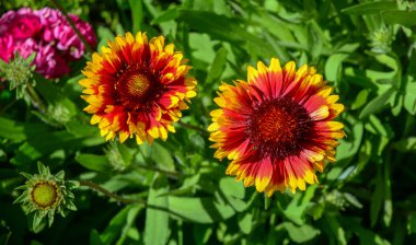 Bahçede açan papatya çiçekleri 