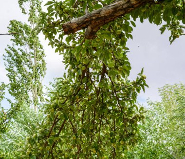 Bahçede yeşil elma ağaçları 