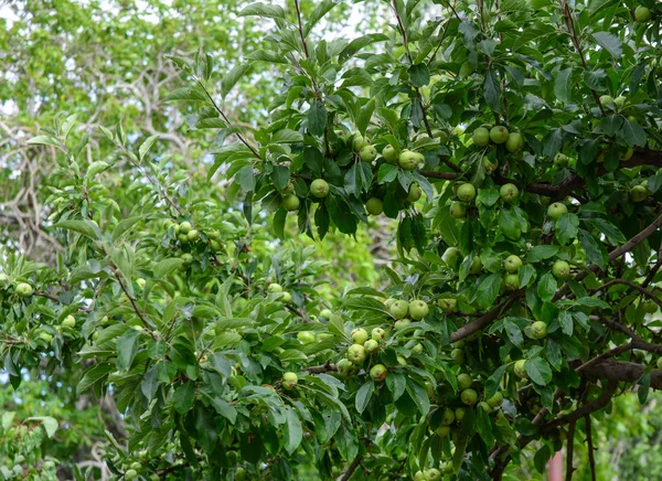 Green apple trees at garden — Stock Photo, Image