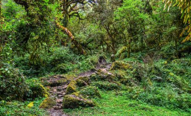 Evergreen orman ağaçları çevre