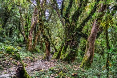 Evergreen orman ağaçları çevre