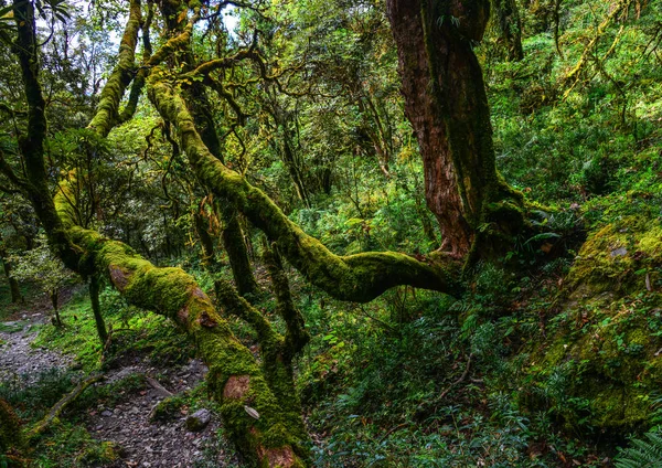 Stálezelené prostředí lesních stromů — Stock fotografie