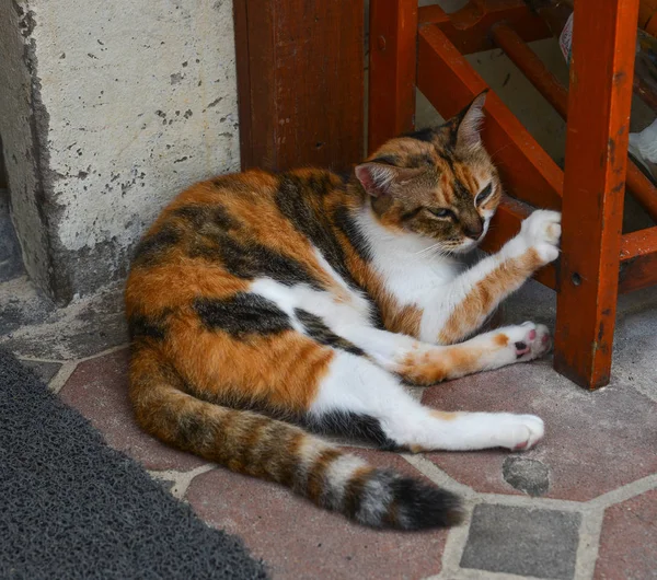 Kucing cantik berbaring di lantai di rumah pedesaan — Stok Foto