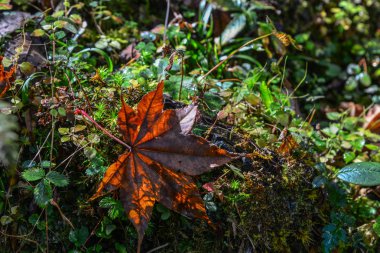 Evergreen orman ağaçları çevre