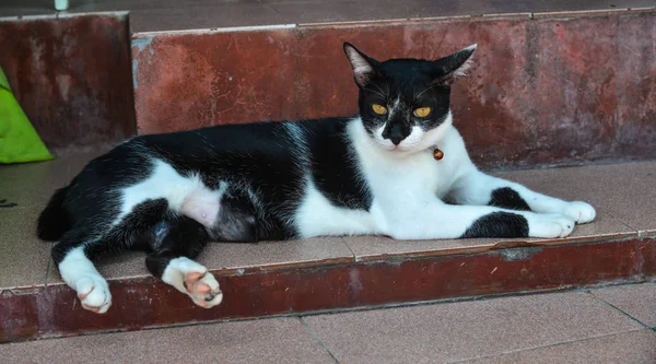 Hermoso gato acostado en el suelo en la casa rural — Foto de Stock