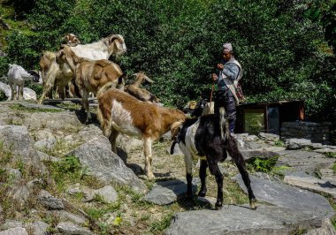 Orman yolunda yürüyen keçili adam 