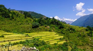 Altın teraslı pirinç veya çeltik tarlası