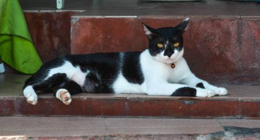 Güzel kedi kırsal evde yerde yatıyor