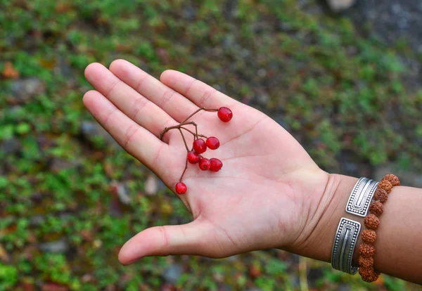 Red berries on a woman hand — Stock Photo, Image
