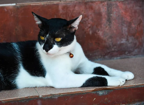 Hermoso gato acostado en el suelo en la casa rural —  Fotos de Stock