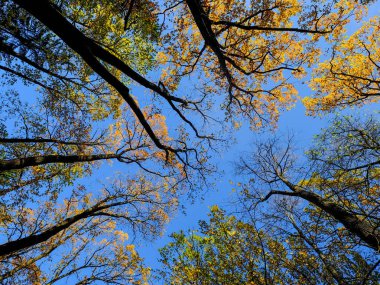 Güneşli bir günde bahçede Sonbahar ağaçları 