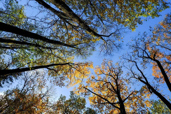 Höst träden i trädgården i soliga dagar — Stockfoto