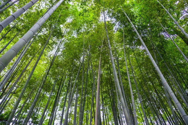 Vacker bambu skog i botanisk trädgård — Stockfoto