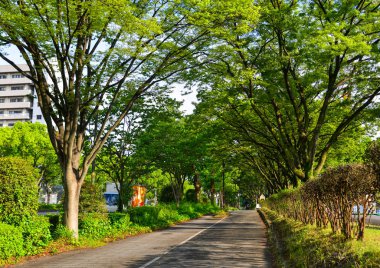 Nagoya, Japonya 'da birçok ağaçlı sokak 