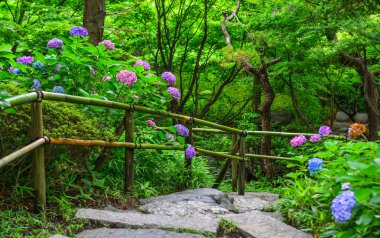 Bahar ve yaz aylarında çiçek açan ajisai 