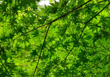 Yeşil yaprakları ile bir akçaağaç şube