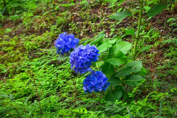 Ajisai bloeit in de lente en de zomer — Stockfoto