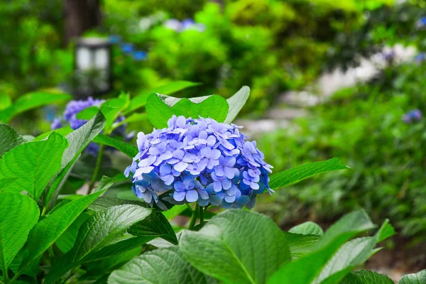 Ajisai blüht im Frühling und Sommer — Stockfoto