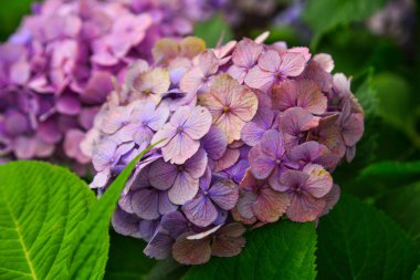 Bahar ve yaz aylarında çiçek açan ajisai 