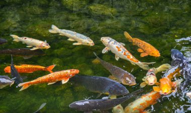 Kyoto, Japonya'da gölette Koi balığı