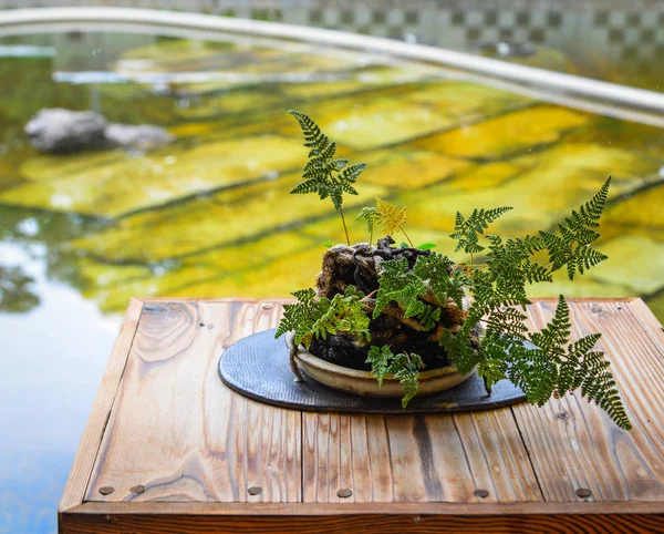 Albero di bonsai all'orto botanico — Foto Stock