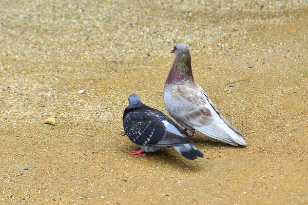 Um casal de pombos a brincar no parque — Fotografia de Stock