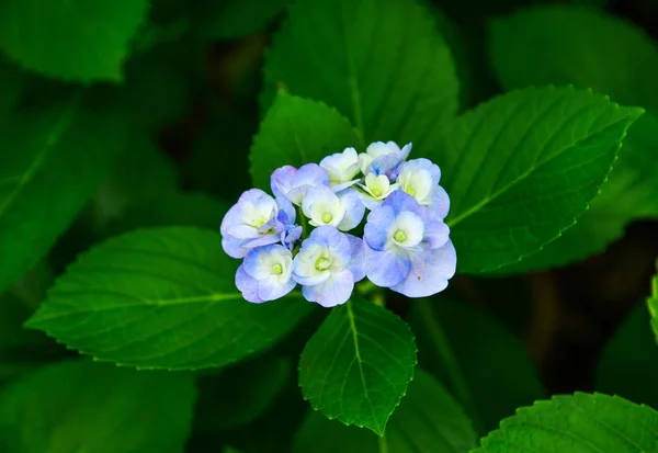 Bahar ve yaz aylarında çiçek açan ajisai — Stok fotoğraf