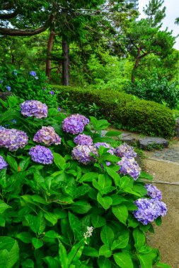 Bahar ve yaz aylarında çiçek açan ajisai 