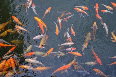 Gölet koi balığı 
