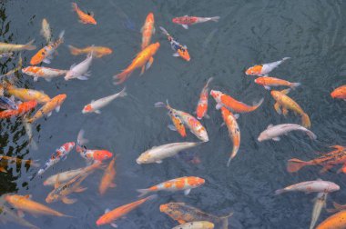 Gölet koi balığı 