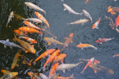 Gölet koi balığı 