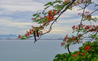 Parkta çiçek açan gösterişli çiçekler