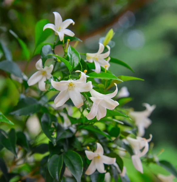 머레이야 파니쿨라타의 흰 꽃 — 스톡 사진
