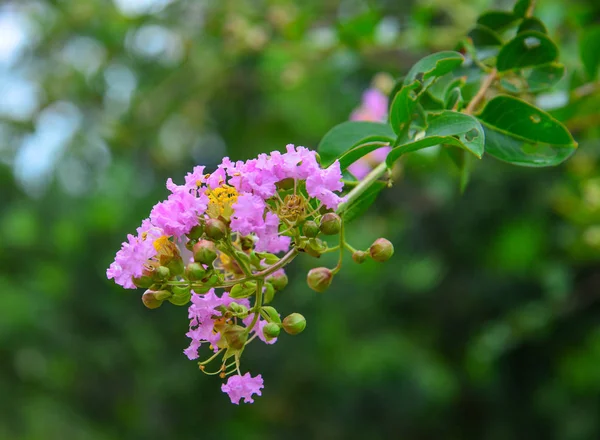 Креп Миртл (Lagerstroemia) цветы — стоковое фото