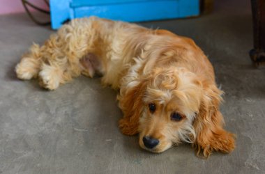 Evde yatan üzücü bir köpek