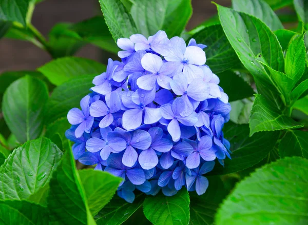 Ajisai blüht im Frühling und Sommer — Stockfoto