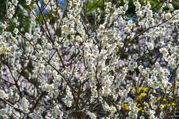 Cherry flowers blooming in spring time — Stock Photo, Image