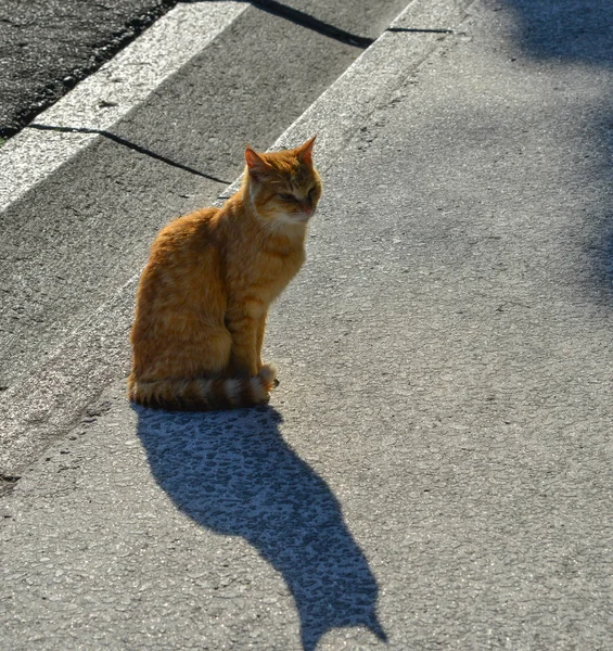 En brun katt som sitter på väg under solljuset — Stockfoto