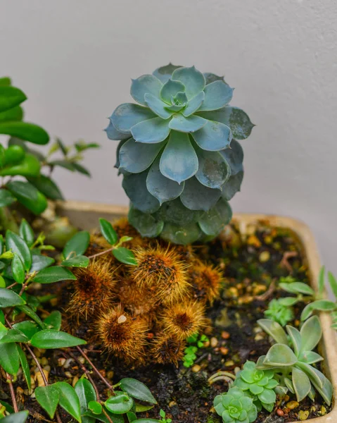 Pot van planten voor decoratie in oud huis — Stockfoto