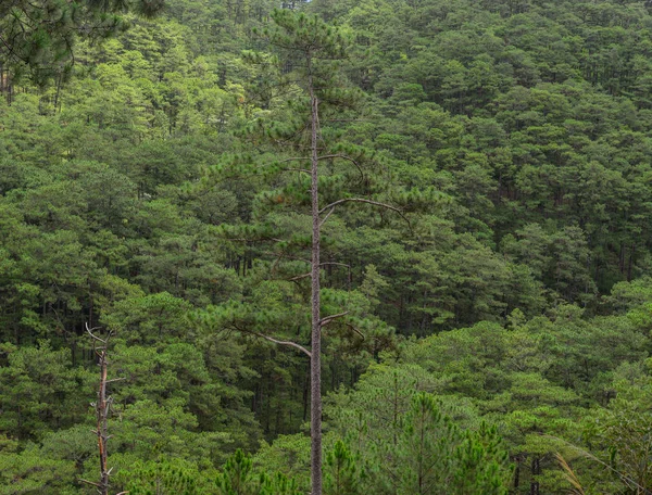 Pine tree forest — Stock Photo, Image