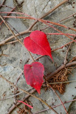 Ivy renkli yapraklarla kaplı duvar
