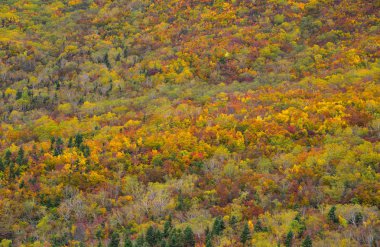 Japonya 'da sonbaharda dağ manzarası 