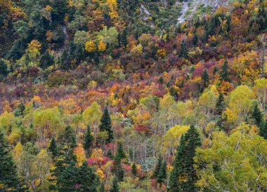 Japonya 'da sonbaharda dağ manzarası 
