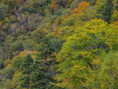 Japonya 'da sonbaharda dağ manzarası 