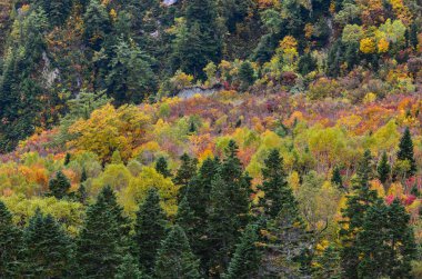 Japonya 'da sonbaharda dağ manzarası 