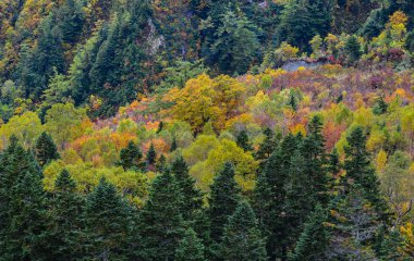 Japonya 'da sonbaharda dağ manzarası 